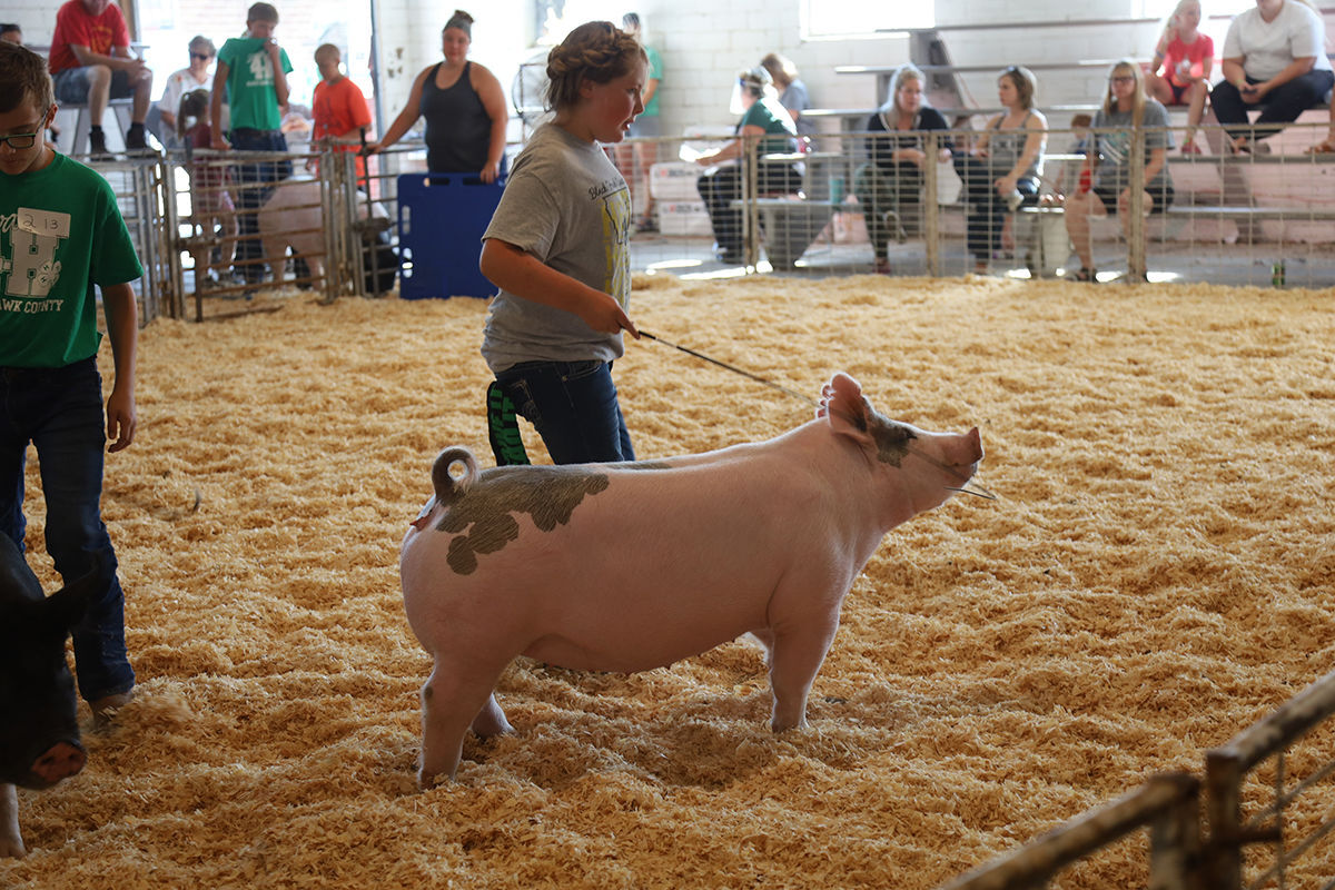 4-h swine .JPG